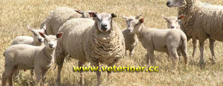 Charolais Koyun ırkı ( www.veteriner.cc )