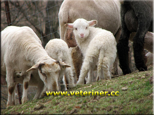 Churro Koyun ırkı ( www.veteriner.cc )