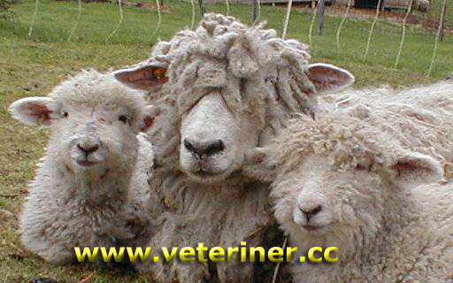 Cotswold Koyun ırkı ( www.veteriner.cc )