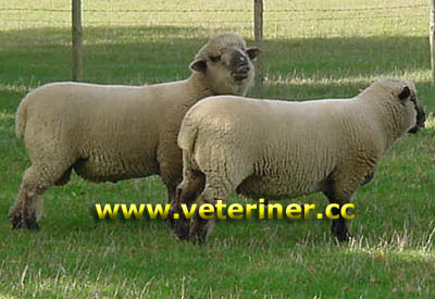 Dorset Down Koyun ırkı ( www.veteriner.cc )