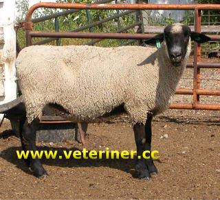 Hampshire Koyun ırkı ( www.veteriner.cc )