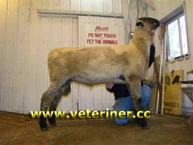 Hampshire Koyun ırkı ( www.veteriner.cc )