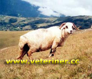 Amasya Heriği (Herik) Koyunu ( www.veteriner.cc )