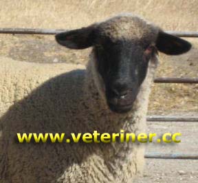 Bandırma Koyun ırkı ( www.veteriner.cc )