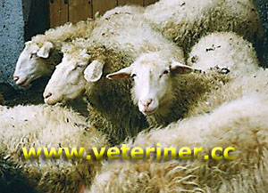 Bovec Koyun ırkı ( www.veteriner.cc )