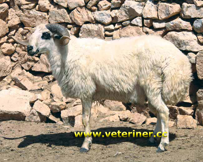Dağlıç Koyunu ( www.veteriner.cc )
