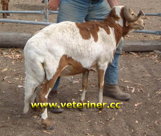 Damare Koyun ırkı ( www.veteriner.cc )