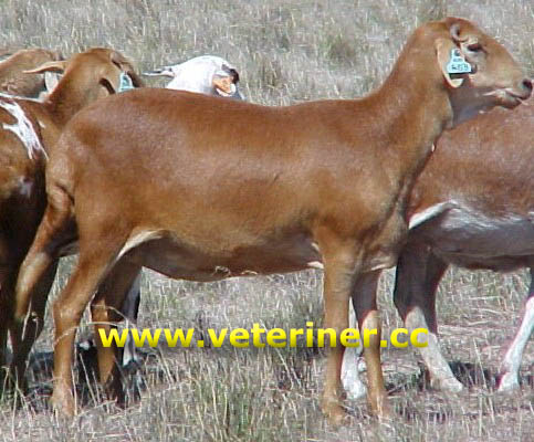 Damare Koyun ırkı ( www.veteriner.cc )