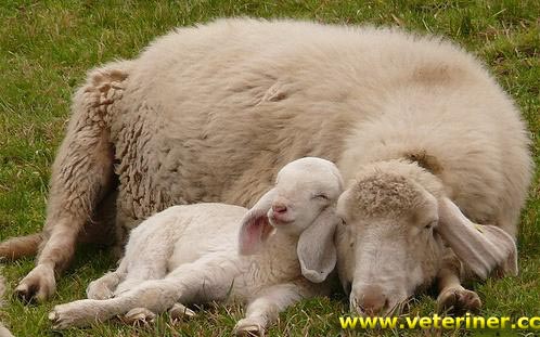 Koyunlarda Gebelik ve kuzulama ( www.veteriner.cc )