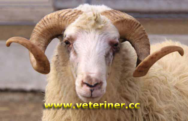 Gökçeada (imroz) Koyun ırkı ( www.veteriner.cc)