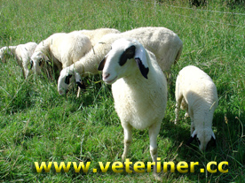 Gözlüklü (Brillen) Koyunu ( www.veteriner.cc )