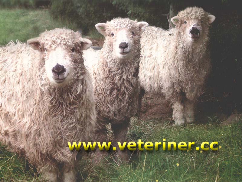 Gri yüzlü dartmor koyunu ( www.veteriner.cc )