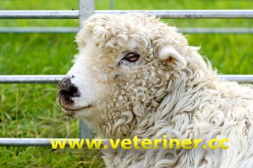 Gri yüzlü dartmor koyunu ( www.veteriner.cc )