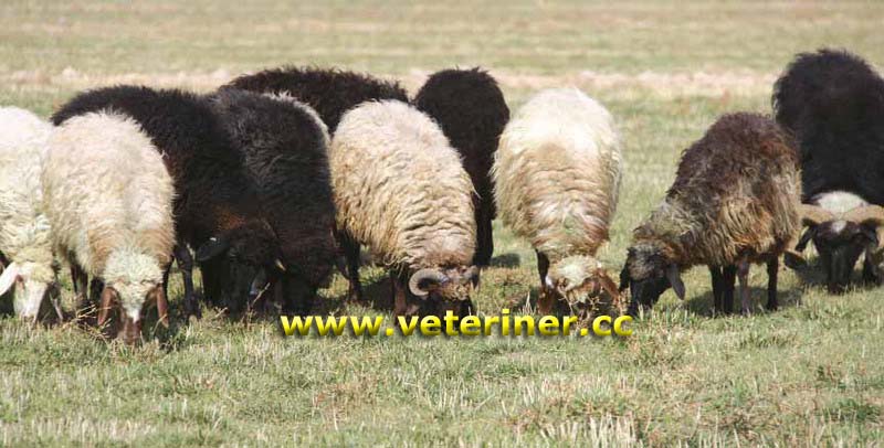 Güney Karaman Koyunu ( www.veteriner.cc )