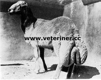 Han Koyun ırkı ( www.veteriner.cc )