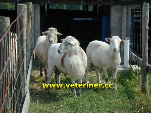 Katahdin Koyun ırkı ( www.veteriner.cc )