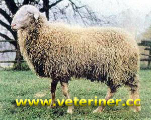 Langhe Koyun ırkı ( www.veteriner.cc )