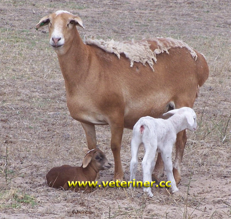 Meatmaster Koyun ırkı ( www.veteriner.cc )