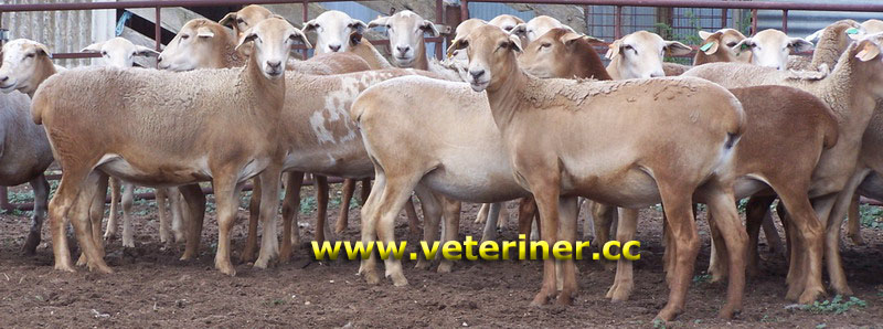 Meatmaster Koyun ırkı ( www.veteriner.cc )