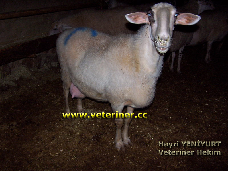 Pırlak (Pırıt) Koyun ırkı ( www.veteriner.cc )