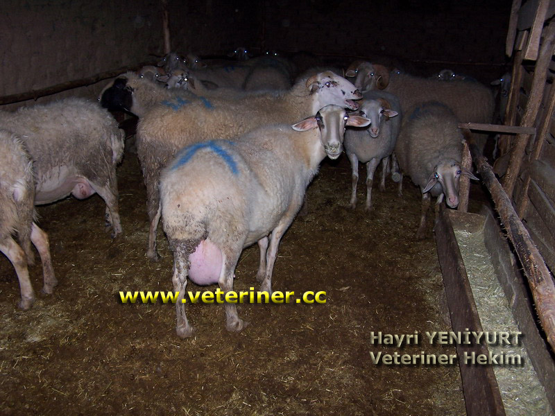 Pırlak (Pırıt) Koyun ırkı ( www.veteriner.cc )