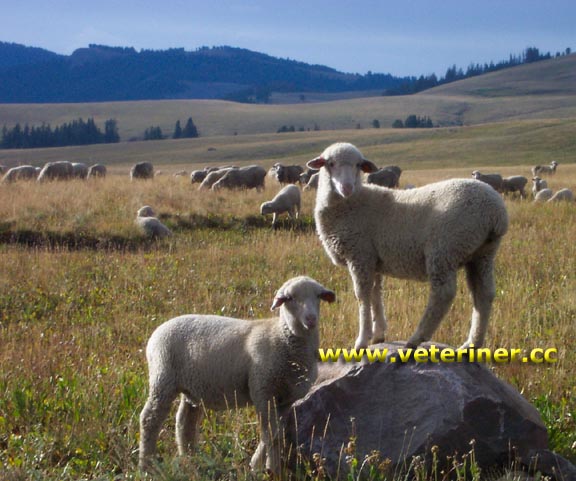 Rambouillet Koyun ırkı ( www.veteriner.cc )