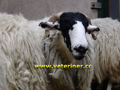 Rough Fell Koyun ırkı ( www.veteriner.cc )