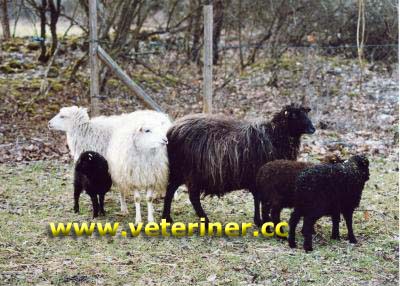Skudde Koyun ırkı ( www.veteriner.cc )