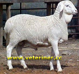 Van Rooy Koyun ırkı ( www.veteriner.cc )