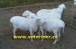 Van Rooy Koyun ırkı ( www.veteriner.cc )