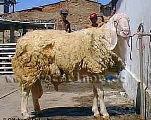 Bergamasca (sheep) Koyunu