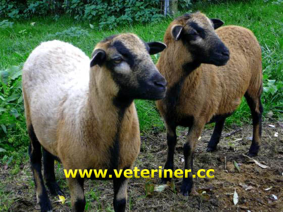 Kamerun Koyun ırkı ( www.veteriner.cc )