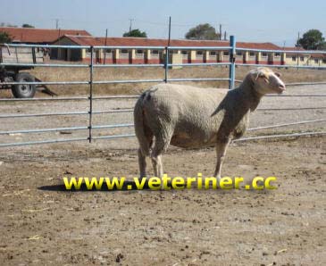Karacabey Merinos Koyun ırkı ( www.veteriner.cc )