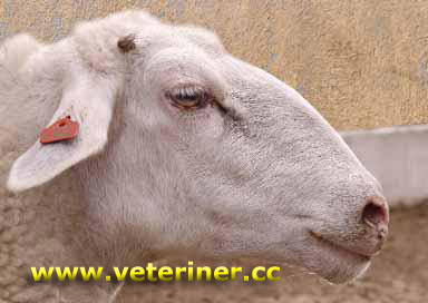Kıvırcık Koyunu ( www.veteriner.cc)