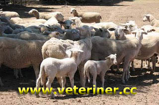 Lacaune Koyun ırkı ( www.veteriner.cc )