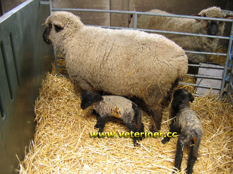 Oxford Koyun ırkı (www.veteriner.cc )