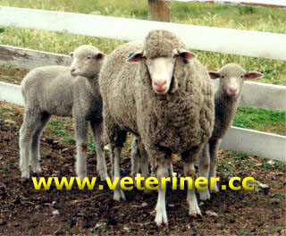 Panama Koyun ırkı ( www.veteriner.cc )