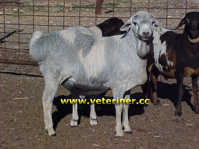 Persian Koyun ırkı ( www.veteriner.cc )