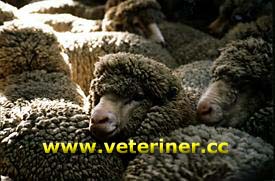 Polwarth Koyun ırkı ( www.veteriner.cc )