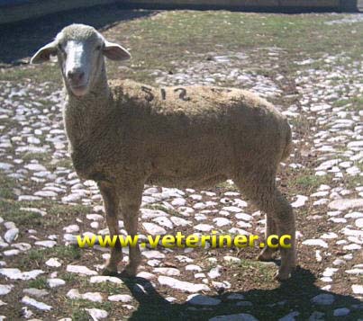 Ramlıç Koyun ırkı ( www.veteriner.cc )