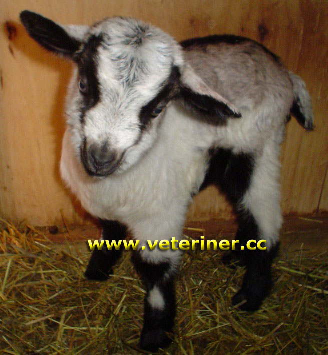 Romeldale Koyun ırkı ( www.veteriner.cc )