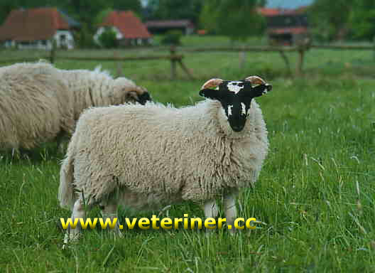 Scotish Blackface ( Siyah yüzlü iskoçya ) Koyun ırkı ( www.veteriner.cc )