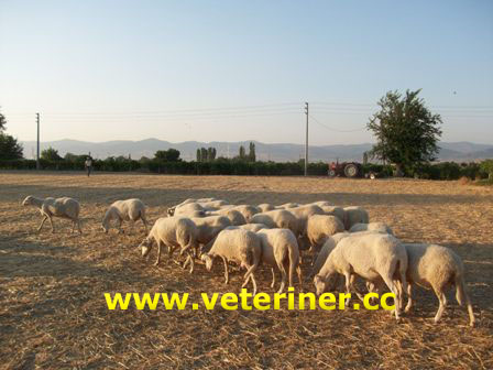 Sönmez Koyunu ( www.veteriner.cc )
