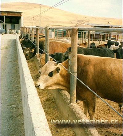 Açıkta Sığır Besisi ( www.veteriner.cc )