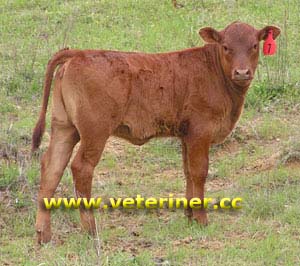 Barzona Sığır ırkı ( www.veteriner.cc )