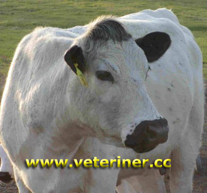 British White Sığır ırkı ( www.veteriner.cc )
