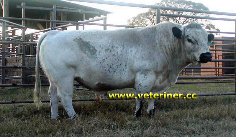 British White Sığır ırkı ( www.veteriner.cc )