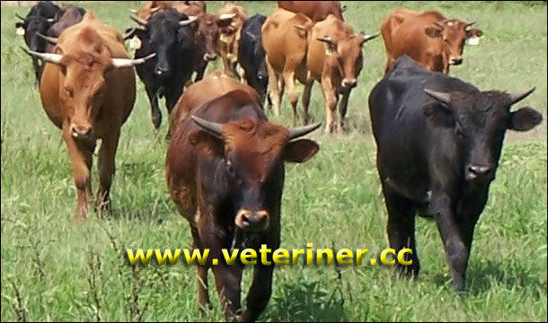 Corriente Sığır ırkı ( www.veteriner.cc )