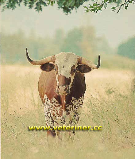 Corriente Sığır ırkı ( www.veteriner.cc )