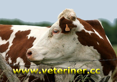 Montbeliard Sığır ırkı ( www.veteriner.cc )